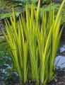 Tavi növények - Iris pseudacorus variegata sárga nőszirom